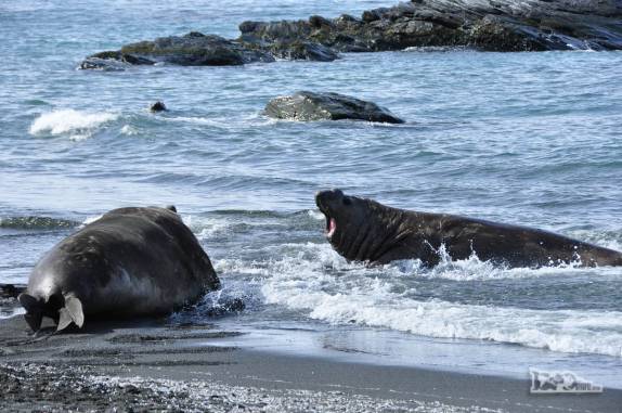 Elefante-marinho corre para afujentar um rival na praia de Gold Harbour, na Geórgia do Sul